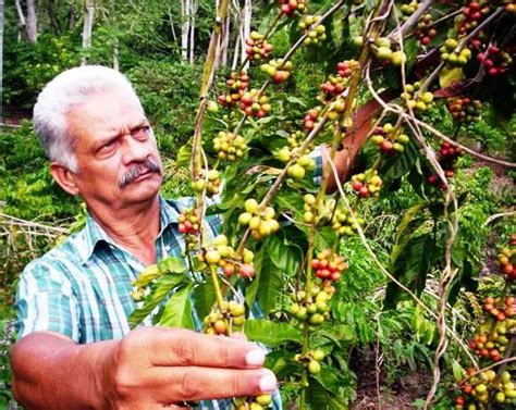 Café De Cuba Avanzan Preparativos Para Próxima Cosecha De Café En