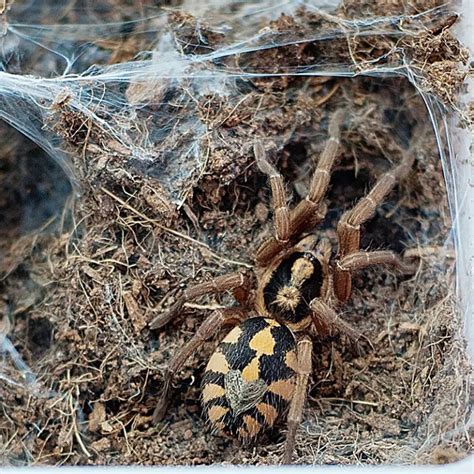 Pumpkin Patch Tarantula - Hapalopus Sp. Columbia - Tarantula Friendly