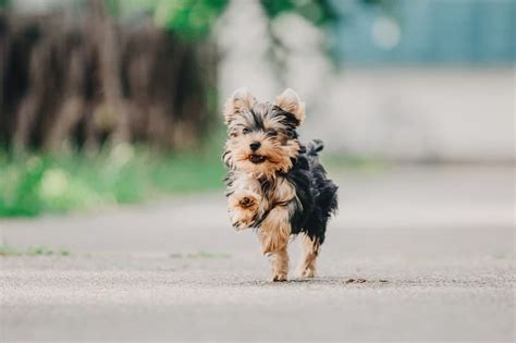 Der Yorkshire Terrier Floxik Magazin