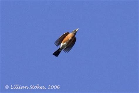 STOKES BIRDING BLOG: Robin Migration