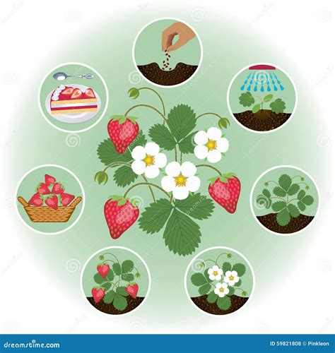 Strawberry Farming through the Stages in Pictures Stock Illustration