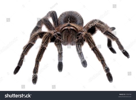 big brown tarantula spider front view isolated  white background