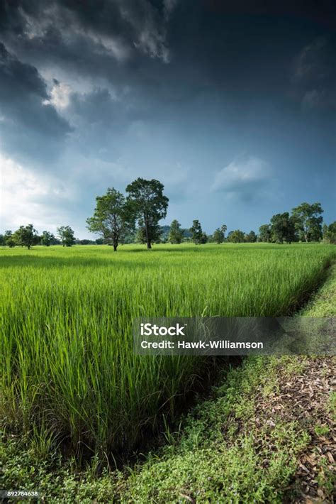 padi  tumbuh  asia menunjukkan tanaman padi hijau muda  sehat