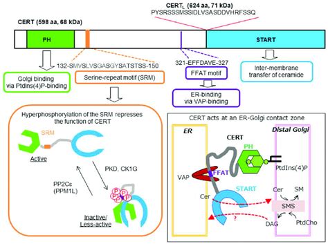 Functional Domains And Motifs Of CERT The Functions Of The Domains And