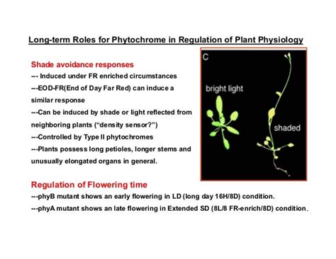 Photomorphogenesis Photosensors Light Signal Transduction