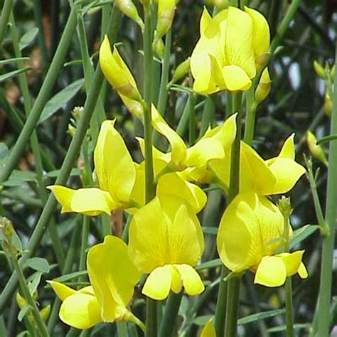 Spanish broom Seeds (Spartium junceum) - Price €1.75