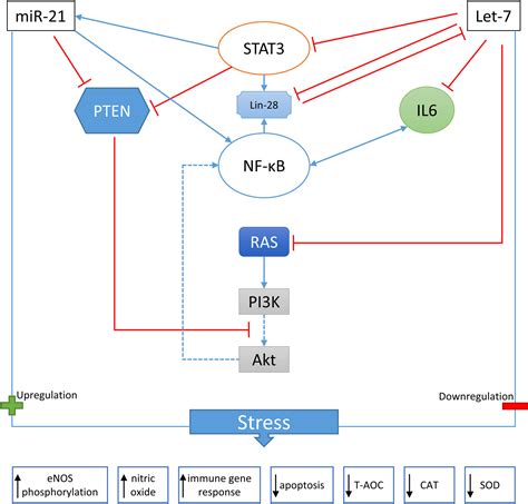 Frontiers Impacts Of Marine Heat Extremes On Bivalves