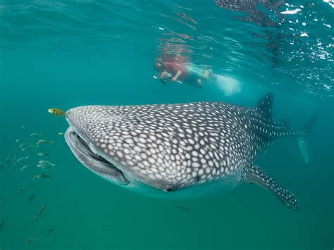 Tanzania Whale Shark Project Marine Megafauna Foundation