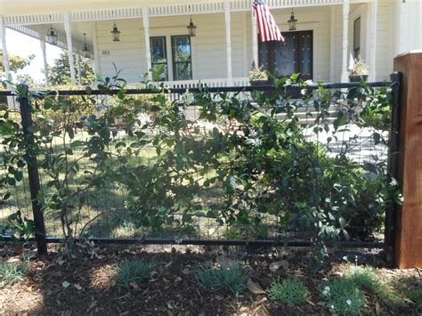 2×4 Welded Wire Arbor Fence Inc A Diamond Certified Company