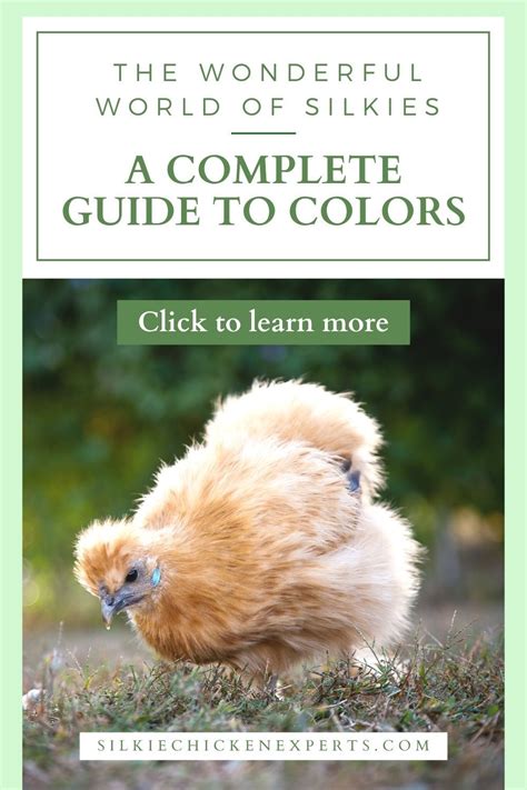 A Complete Guide To Silkie Chicken Colors Breeding Chart Sexing