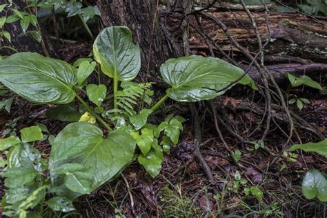 CEDAR BOG NATURE PRESERVE Updated January 2025 16 Photos 980