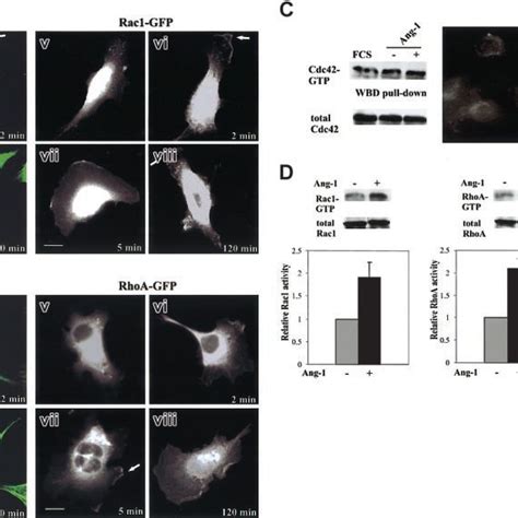 Subcellular localization of RhoA-GTP, Rac1-GTP, and Cdc42-GTP, and of ... 