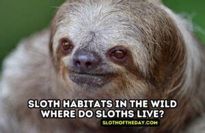 Sloth Of The Day Lets Talk About Sloths Sloth Of The Day