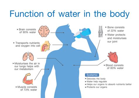 What Role Does Water Play In Your Body