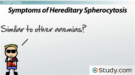 Spherocytosis Spleen