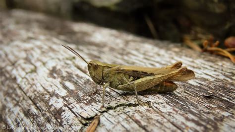 Common Field Grasshopper Chorthippus Brunneus Lisenka Van Boven Flickr