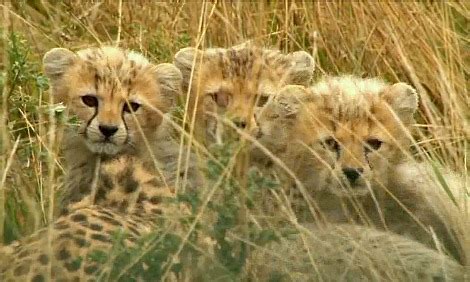 Extremely Rare North African Cheetah Cubs - ZooBorns