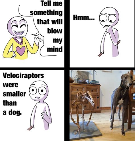 So Who Would Win A Velociraptor Or One Good Boy Rmemes