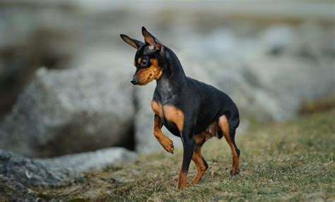 Tudo Sobre A Raça De Cachorro Pinscher Entenda Melhor O Seu Cãozinho