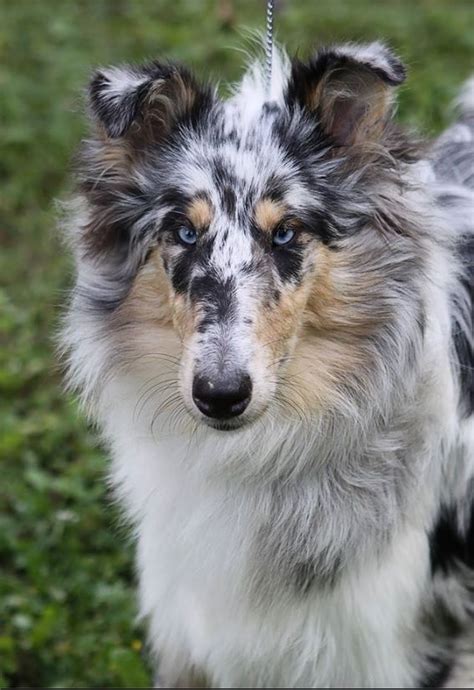 Rough Collie - blue merle, female | Shetland sheepdog puppies, Rough ...