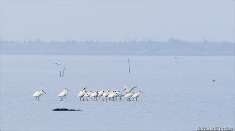 L15581黑面琵鷺七股溼地台江國家公園雲嘉南國家風景區台南市七股區七股海鳥水鳥候鳥 19m圖檔 Flickr