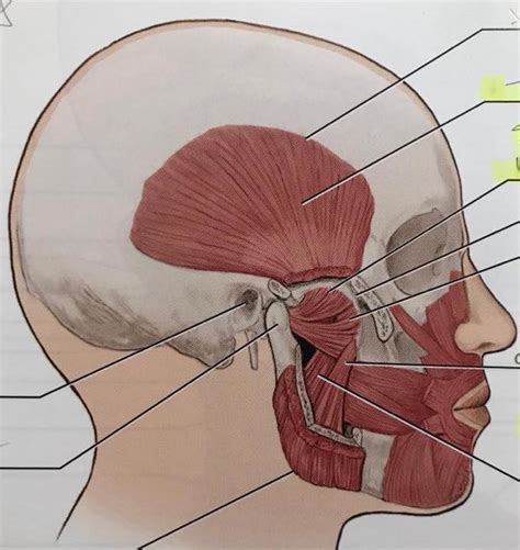 Muscles Of Mastication Diagram Quizlet