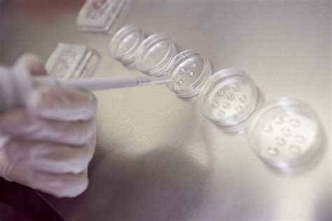 Detailed day 6 4bb embryo success rate and Grading Explained - Liv Hospital