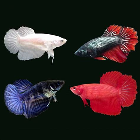 Female Betta Fish For Sale Online Atelier Yuwa Ciao Jp