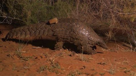 Chinese Officials Seize Record Number Of Pangolin Scales Cnn