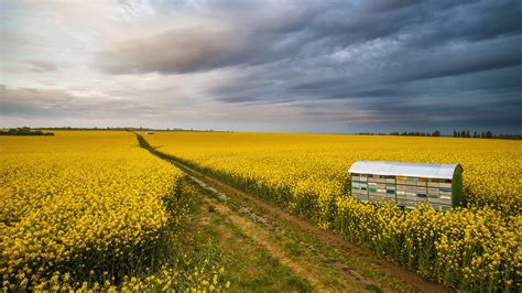 Field path through colza field with beehive, Tuscany, Italy – Windows Spotlight Images