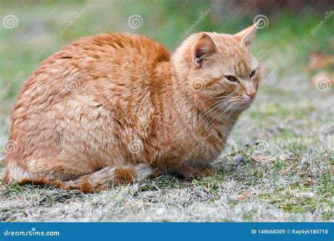 Gato Rojo En La Hierba Gato De Ojos Verdes Rojo Que Descansa Sobre La