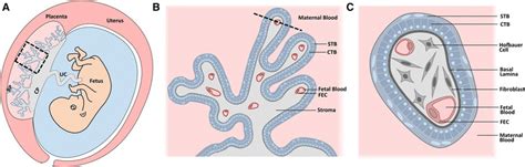 Chorionic Plate