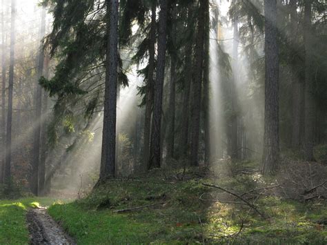 Free Images Tree Nature Wilderness Light Sun Fog Sunrise Mist