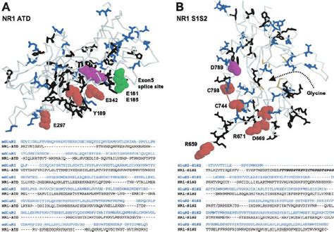 Homology Models Of The Extracellular Portions Of The NR1 Subunit A A