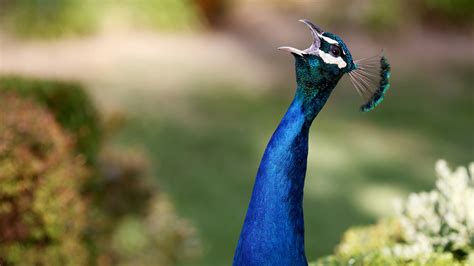 Los Angeles County Wants You To Stop Feeding The Feral Peacocks Npr