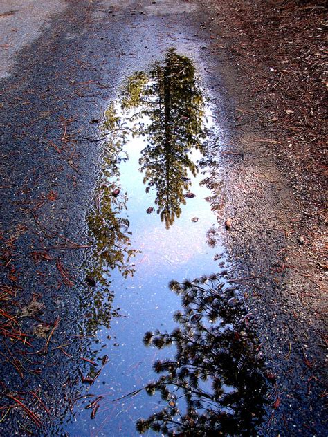 Puddle Picture Photograph By Judy Coover Fine Art America