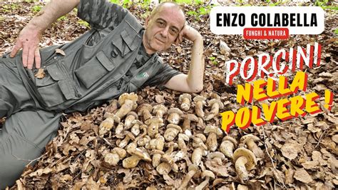 Porcini Nella Polvere Estatini Nei Faggi Di Alta Quota Funghi