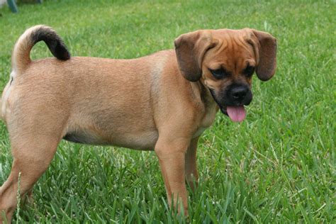 Puggle Information Dog Breeds At Thepetowners