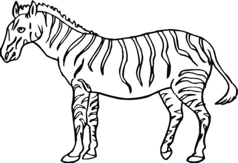 Zebra Da Colorare Per Bambini