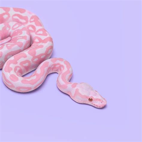 🔥 Download Pink Snake Wallpaper Pretty Snakes by @brandoncarpenter | Pink Snake Wallpapers ...