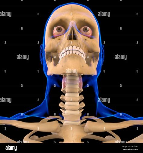 Thyrohyoid Muscle Anatomy For Medical Concept 3D Illustration Stock ...