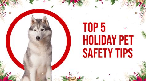 Top 5 Holiday Pet Safety Tips Buckaroos