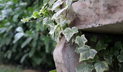 Hedera Gloria De Marengo Maqu Plantas Del Maresme De Calidad