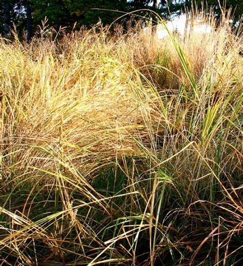 Prairie Cordgrass Freshwater Cordgrass Spartina Pectinata Canada