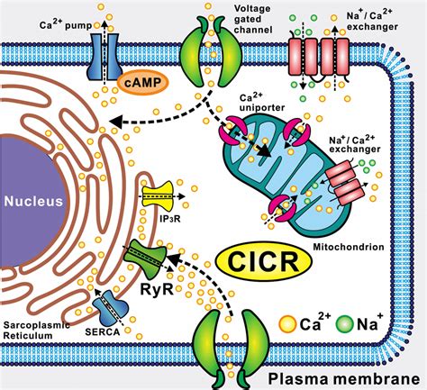 Calcium Ion Channel