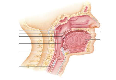 The Mouth And Pharynx Diagram Quizlet