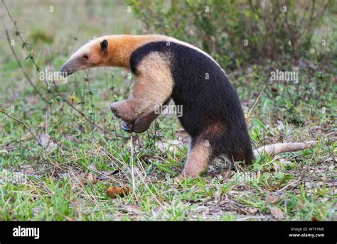 El Oso Melero Tamandua Tetradactyla En Postura Defensiva Norte De