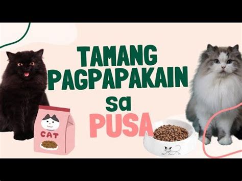 Ilang Beses Dapat Pakainin Ang PUSA Bawat Araw How Many Times Should