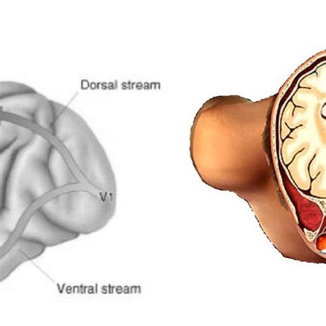 Image Forming In The Occipital Region Of The Brain Originating The Two Download Scientific