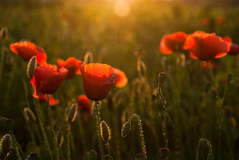 Anzac Poppy Stock Photos, Pictures & Royalty-Free Images - iStock